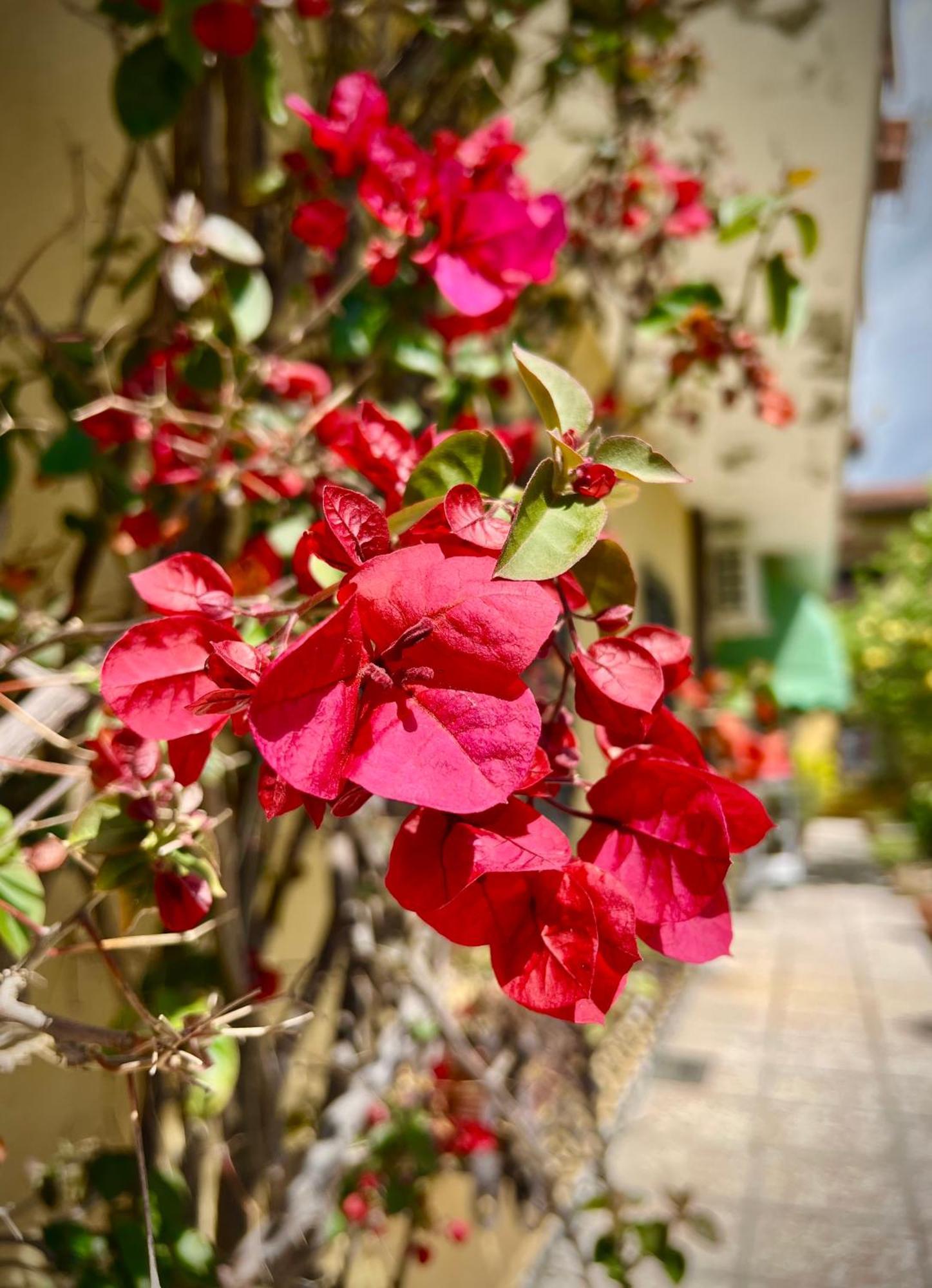 Bed&Breakfast Villa Lorena Forte dei Marmi Ngoại thất bức ảnh